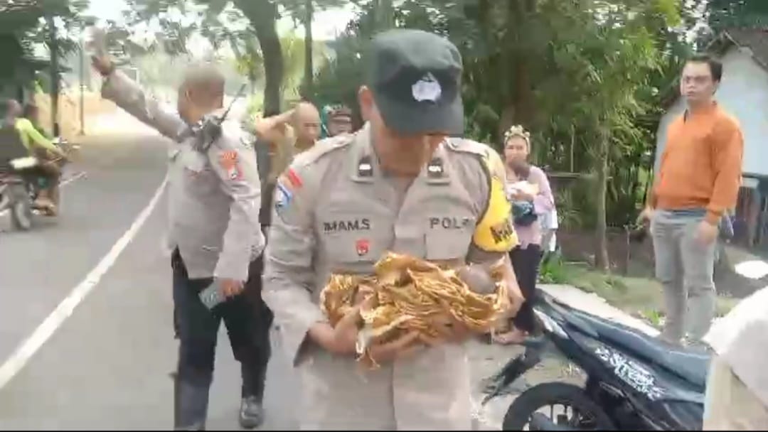 Ini Identitas Ibu yang Diduga Membuang Bayinya di Semak Berduri KUD Jelbuk Jember