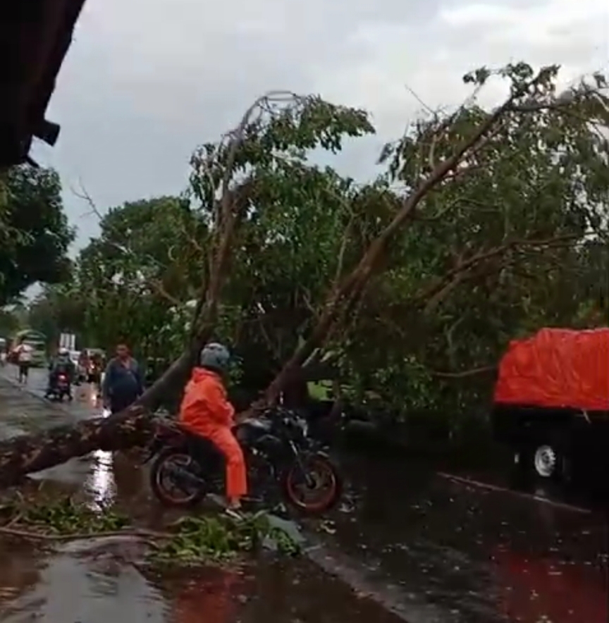 Pohon Tumbang di Semboro, Akses Jalan Jember-Lumajang Tertutup