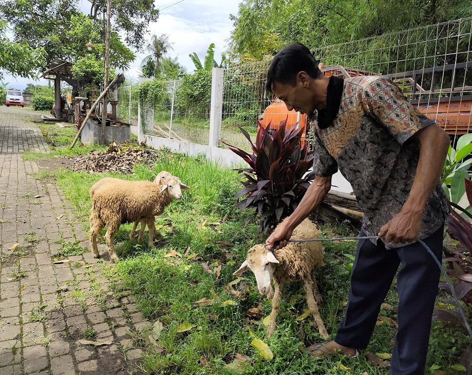 Eks Klien ODGJ Sumbang 3 Ekor Kambing ke Liposos Jember, Ini Alasannya