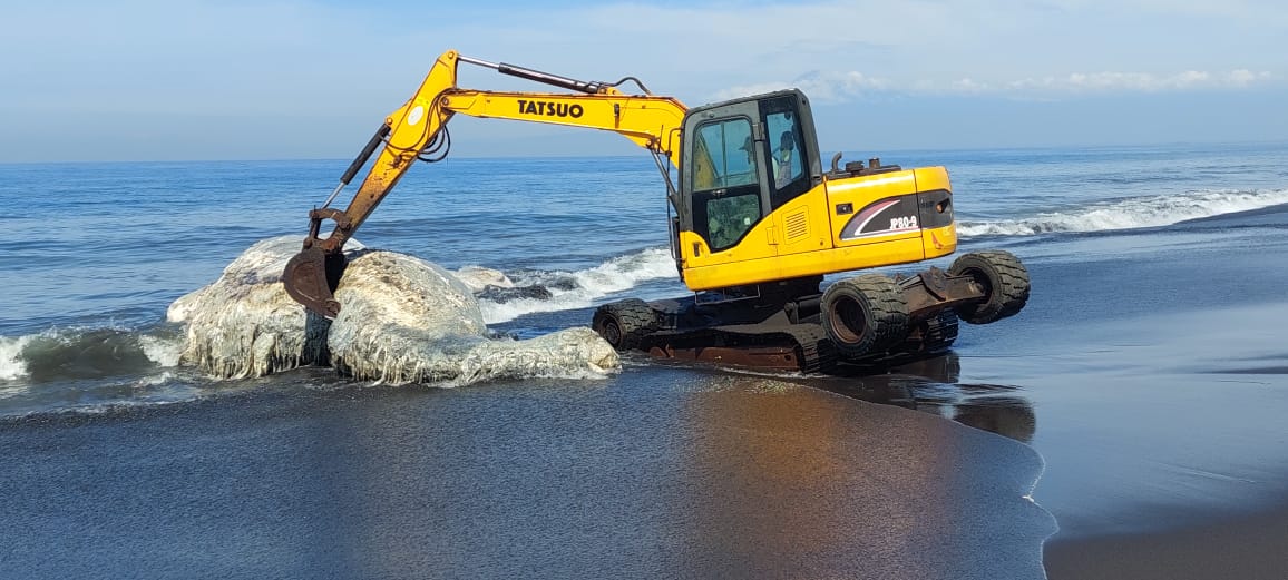 Paus Terdampar di Pantai Nyamplong Kobong Jember, Ini Kondisinya