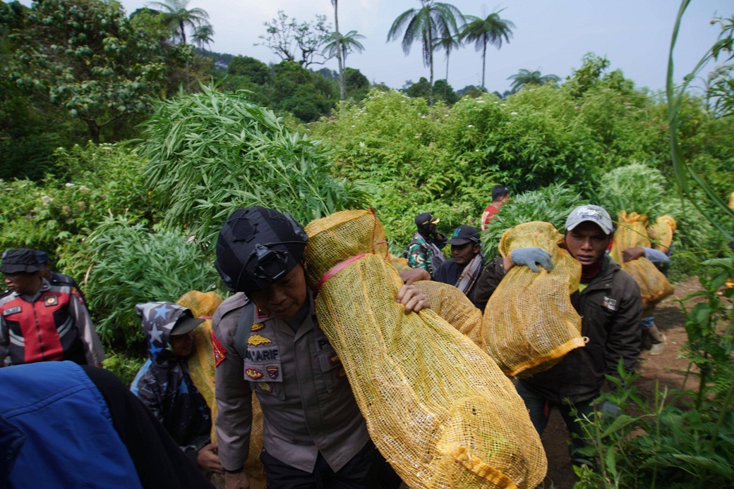 Ada 10 Ribu Tanaman Ganja di Lereng Semeru Lumajang