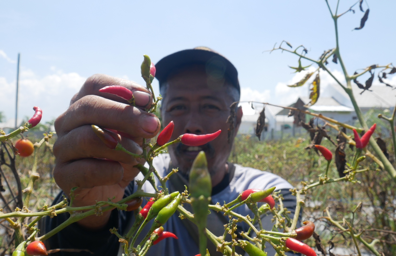 Miris, Harga Cabai di Petani Jember Masih Stagnan di Angka Rp 6 ribu