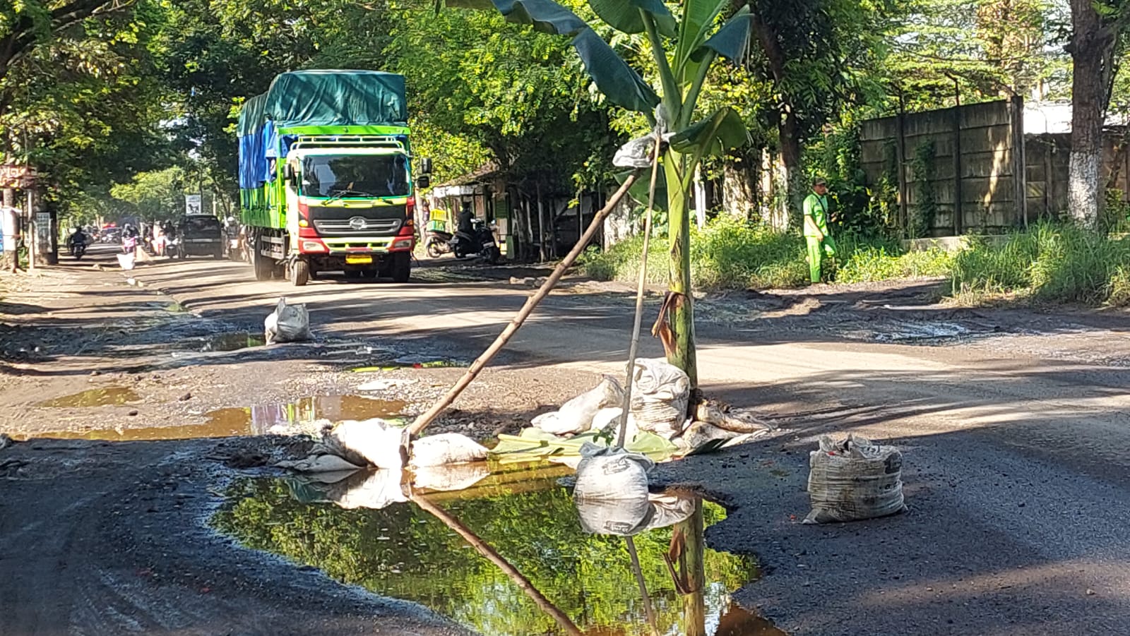 Di Ruas Jalan Ini, Warga Jember Beramai-ramai Tanam Pohon Pisang