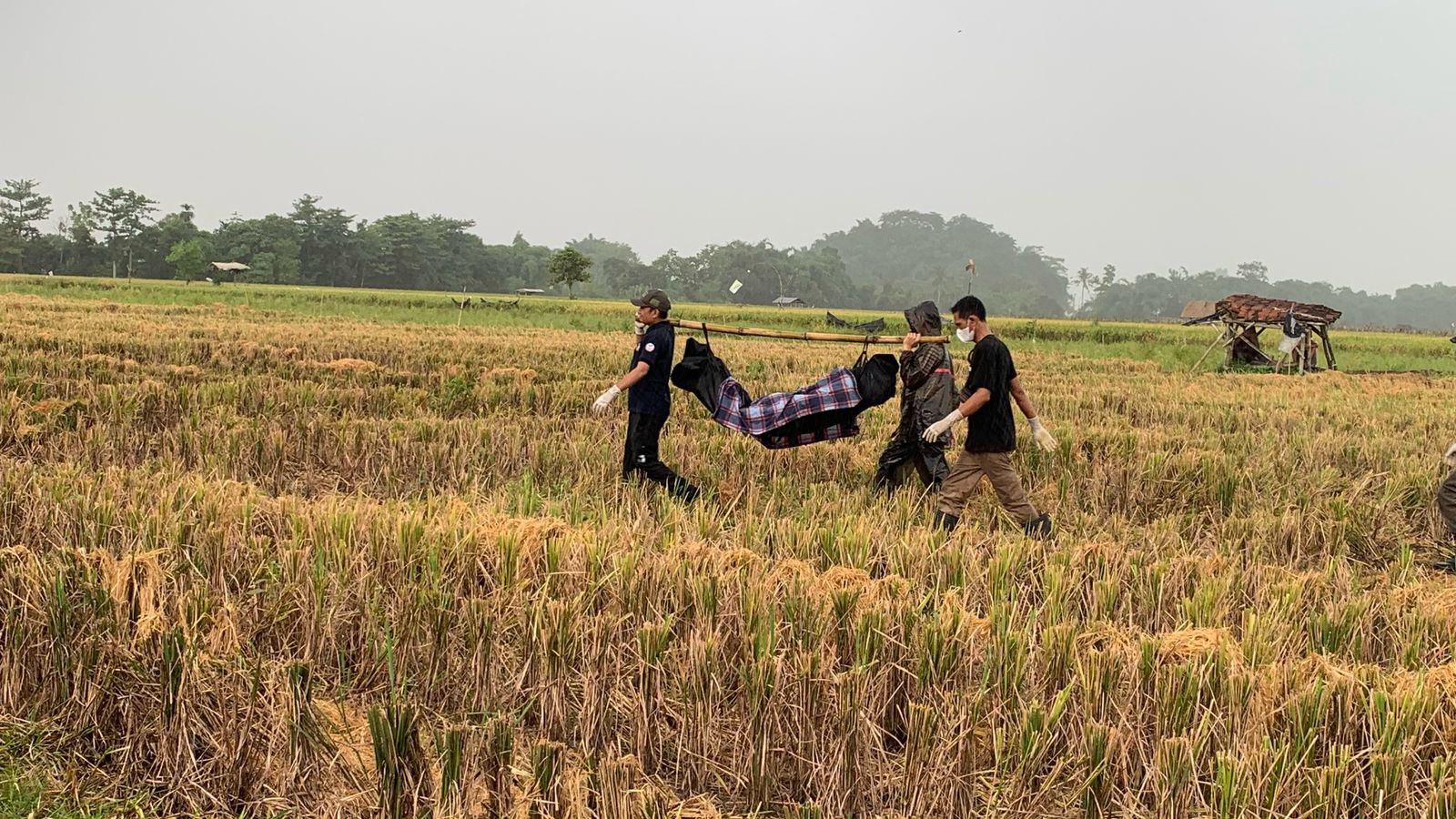 Dilaporkan Hilang, Kakek Berumur 90 Tahun Ditemukan Meninggal di Tengah Sawah Ajung Jember