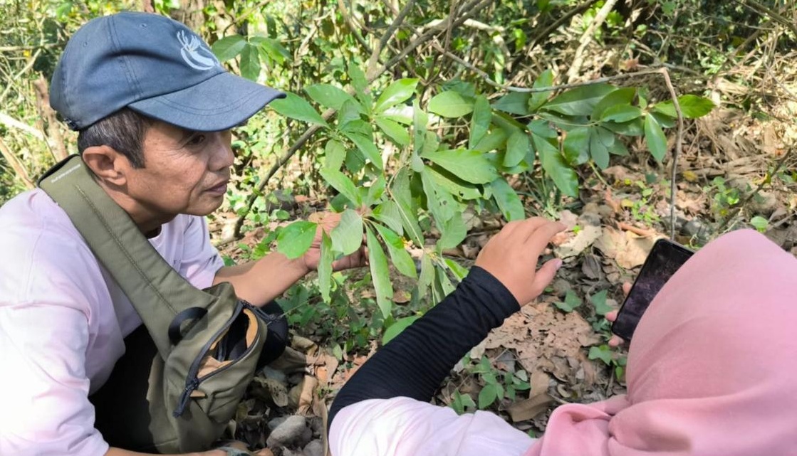 Flora Endemik Terancam Punah, Paling Langka di Dunia Ditemukan di Jember