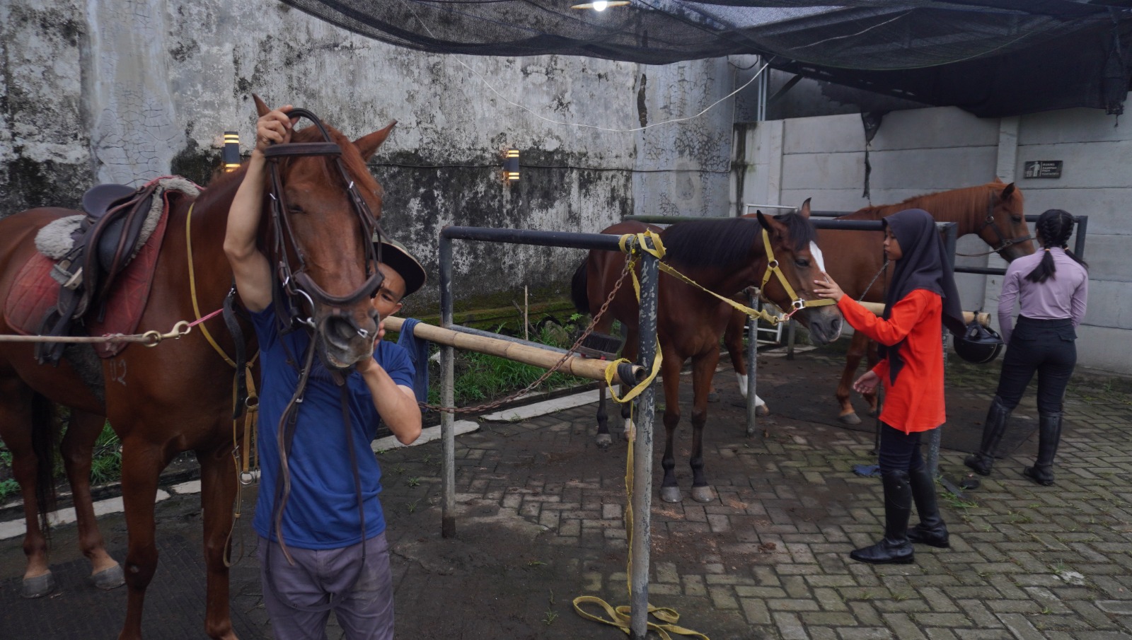 Pordasi Beli Dua Kuda Senilai Rp 190 Juta, Jadi Tambahan Kuda untuk Hadapi Porprov Jatim 2025