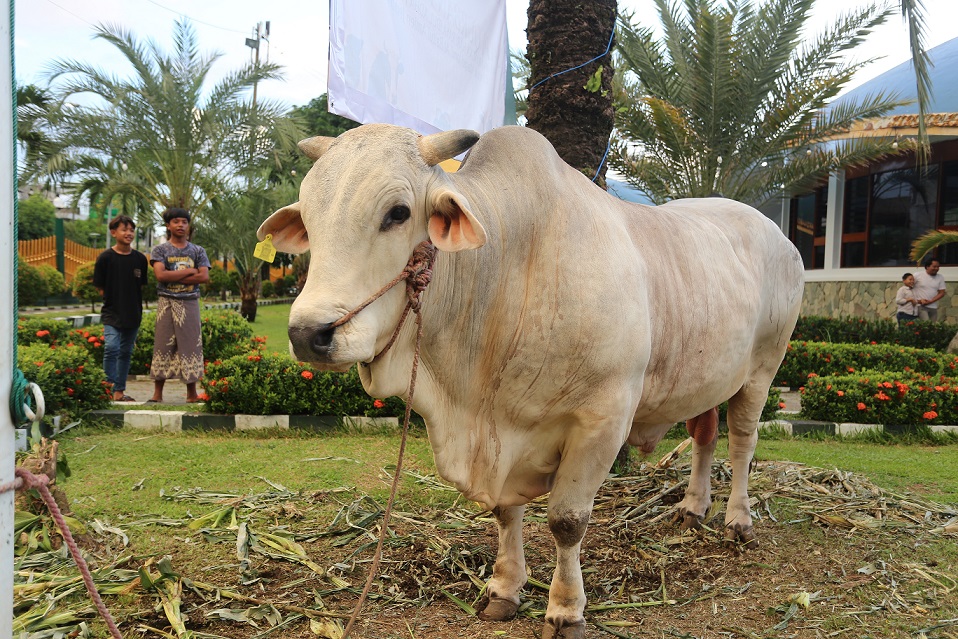 Suro Gentho, Sapi yang Dibeli Presiden Prabowo Ini Dikurbankan di Jember, Berapa Harganya?