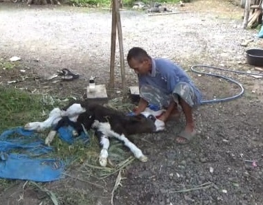 Tak Biasa, Sapi di Umbulsari Jember Ini Melahirkan Anak Sapi Berkaki Enam