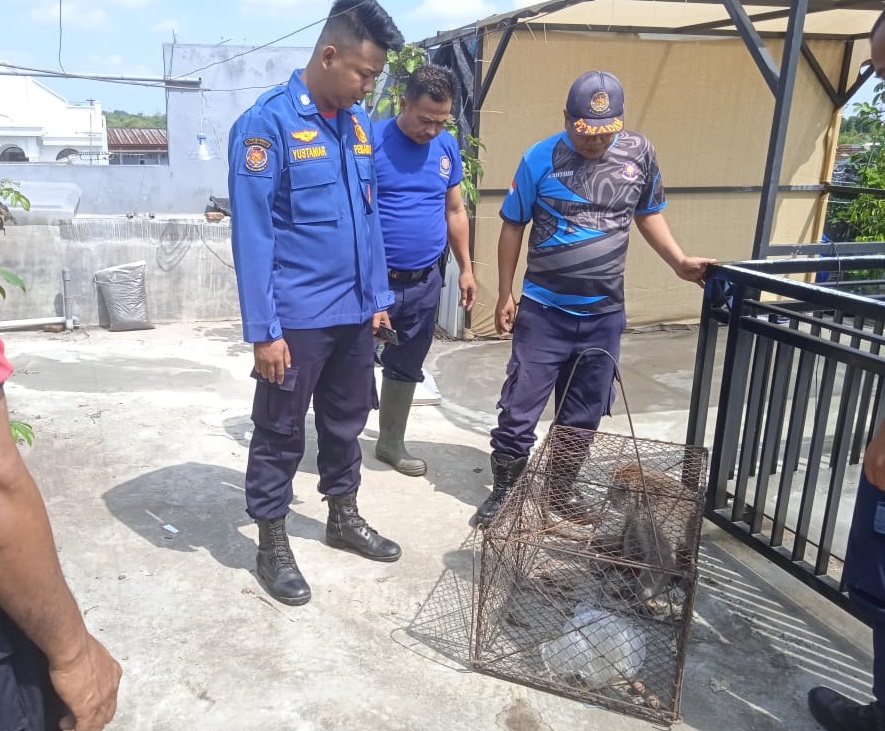 Monyet Liar Serang Permukiman Sumbersari Jember, Mangsa Puluhan Ekor Kura-Kura dan Curi Buah-buahan Milik Warga