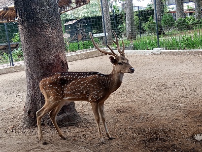 Rusa Tutul, Satwa yang Terancam Punah Jadi Icon Jember Mini Zoo