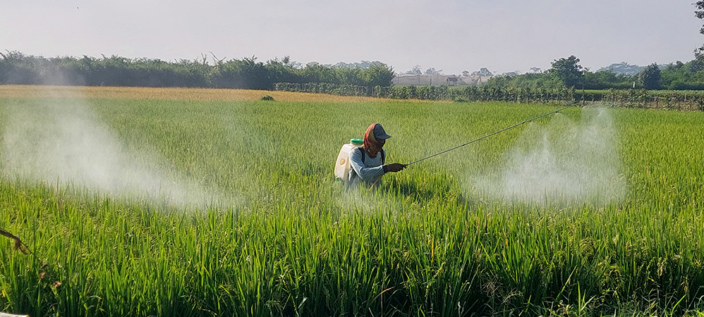 Petani Jember Makin Menangis, Satu Hektare Lahan Hanya Disubsidi Pupuk 5 Kilogram