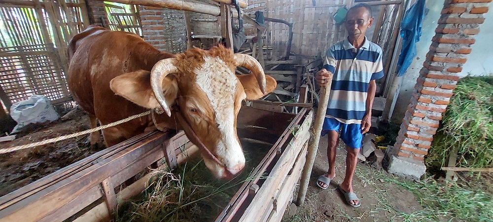Usai Viral, Anak Sapi Berkaki Enam di Umbulsari Jember Tak Bertahan Hidup