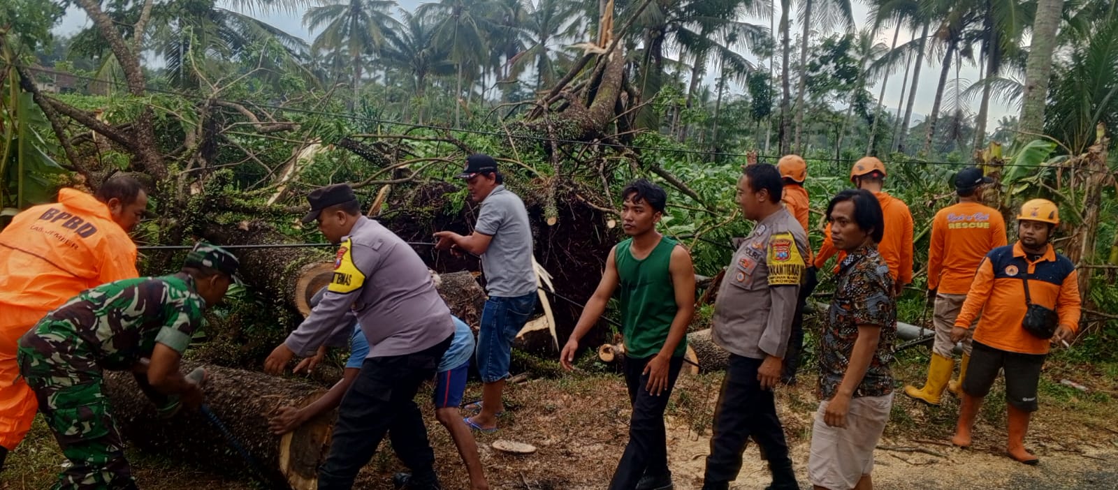 Angin Puting Beliung Terjang Sukowono Jember, Pohon Tumbang, Rumah dan Warung Rusak!