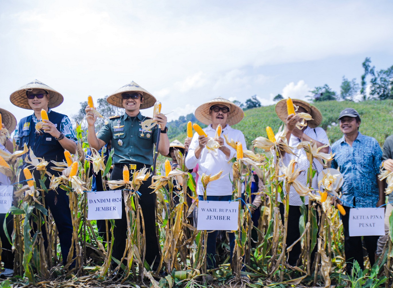 120 Hektare Lahan Jagung Dipanen, Wabup Jember Berharap Hasil Pertanian Terus Meningkat