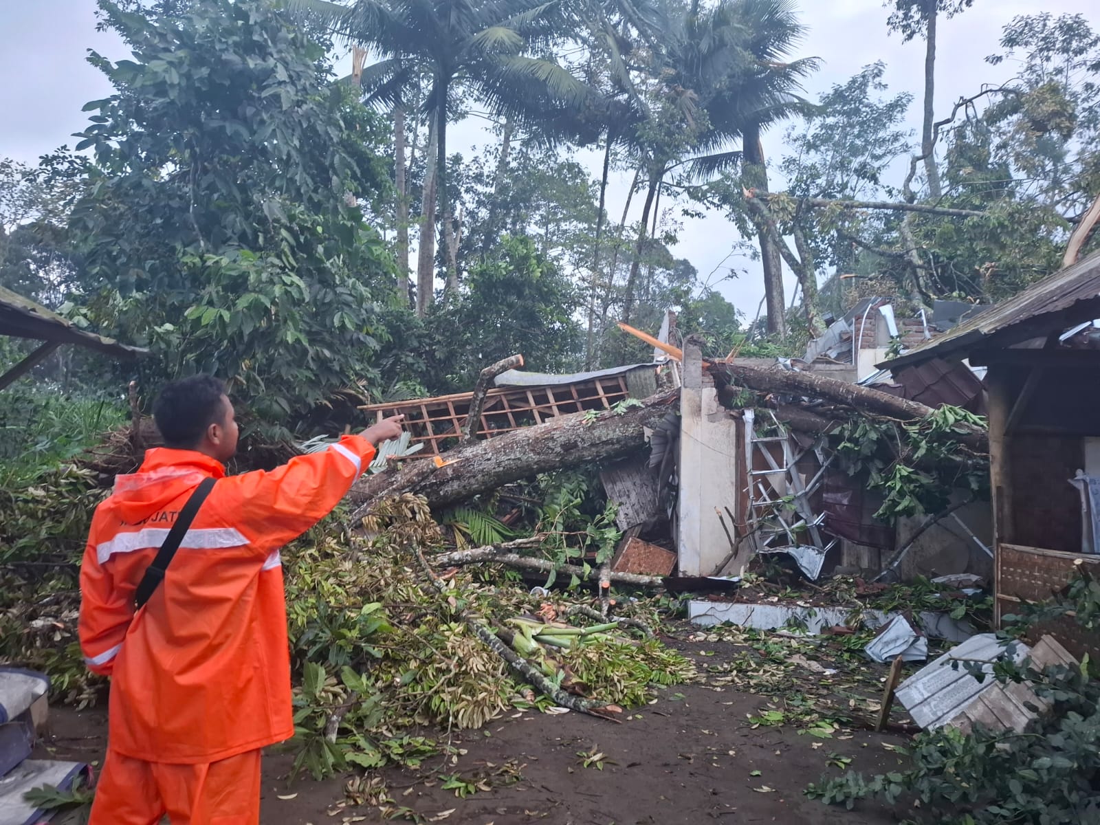 Angin Puting Beliung Terjang Sumberjambe, Puluhan Pohon Tumbang dan Rumah Rusak